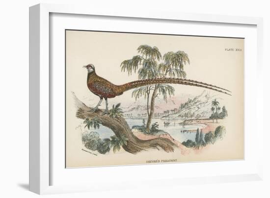 Reeves's Pheasant-English School-Framed Giclee Print