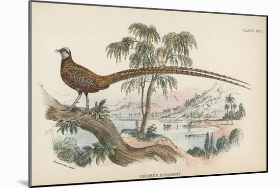 Reeves's Pheasant-English School-Mounted Giclee Print