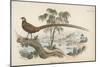 Reeves's Pheasant-English School-Mounted Giclee Print