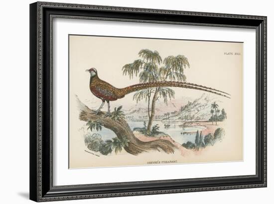 Reeves's Pheasant-English School-Framed Giclee Print