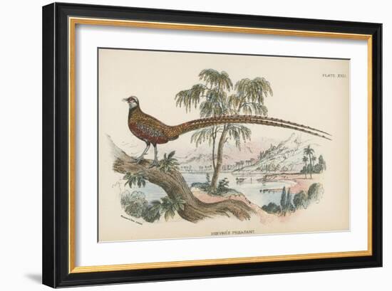 Reeves's Pheasant-English School-Framed Giclee Print