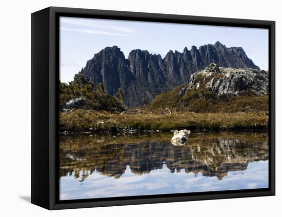Reflected in Tarn on 'Cradle Mountain - Lake St Clair National Park', Tasmania, Australia-Christian Kober-Framed Premier Image Canvas