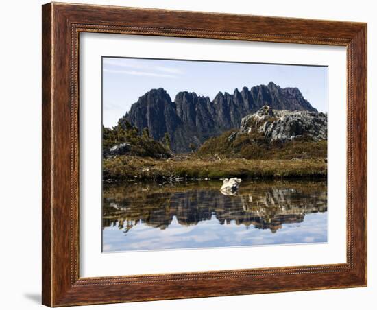 Reflected in Tarn on 'Cradle Mountain - Lake St Clair National Park', Tasmania, Australia-Christian Kober-Framed Photographic Print