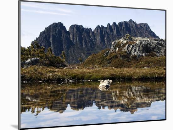 Reflected in Tarn on 'Cradle Mountain - Lake St Clair National Park', Tasmania, Australia-Christian Kober-Mounted Photographic Print