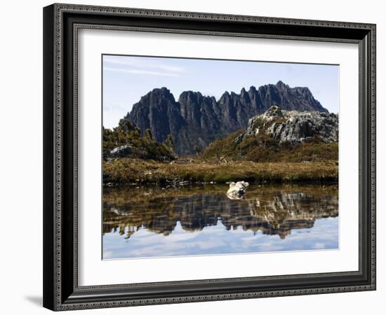 Reflected in Tarn on 'Cradle Mountain - Lake St Clair National Park', Tasmania, Australia-Christian Kober-Framed Photographic Print