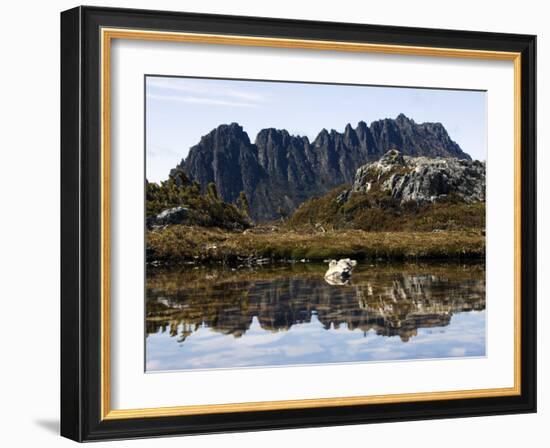 Reflected in Tarn on 'Cradle Mountain - Lake St Clair National Park', Tasmania, Australia-Christian Kober-Framed Photographic Print