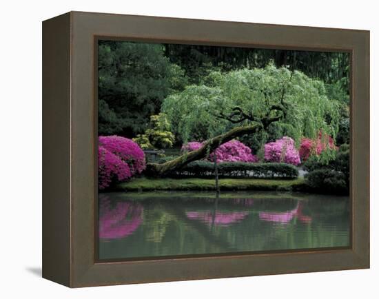 Reflecting pool and Rhododendrons in Japanese Garden, Seattle, Washington, USA-Jamie & Judy Wild-Framed Premier Image Canvas