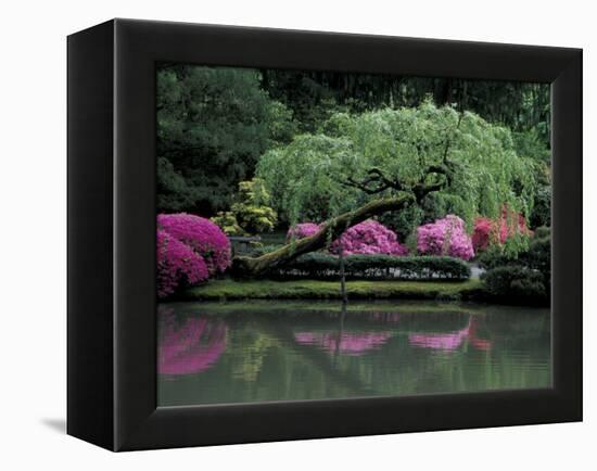 Reflecting pool and Rhododendrons in Japanese Garden, Seattle, Washington, USA-Jamie & Judy Wild-Framed Premier Image Canvas