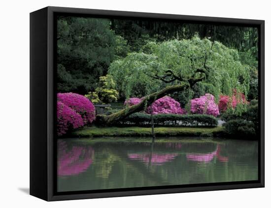 Reflecting pool and Rhododendrons in Japanese Garden, Seattle, Washington, USA-Jamie & Judy Wild-Framed Premier Image Canvas