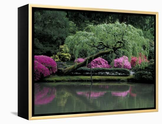 Reflecting pool and Rhododendrons in Japanese Garden, Seattle, Washington, USA-Jamie & Judy Wild-Framed Premier Image Canvas