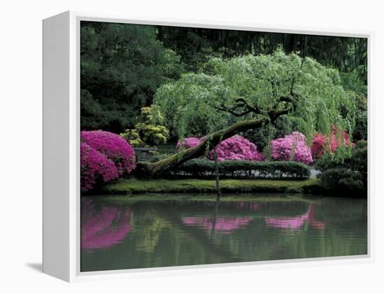Reflecting pool and Rhododendrons in Japanese Garden, Seattle, Washington, USA-Jamie & Judy Wild-Framed Premier Image Canvas
