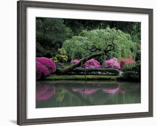 Reflecting pool and Rhododendrons in Japanese Garden, Seattle, Washington, USA-Jamie & Judy Wild-Framed Photographic Print