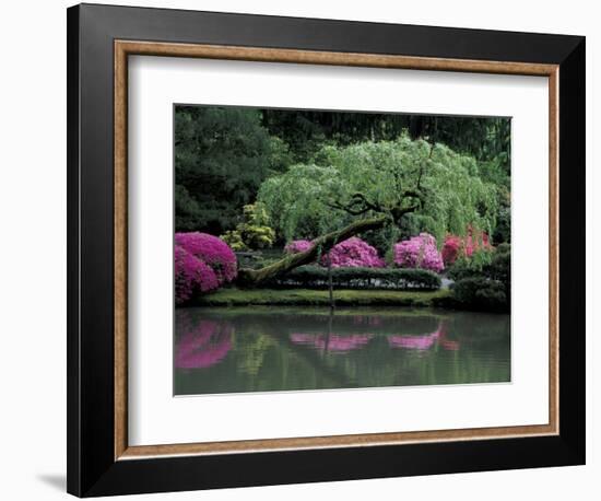 Reflecting pool and Rhododendrons in Japanese Garden, Seattle, Washington, USA-Jamie & Judy Wild-Framed Photographic Print