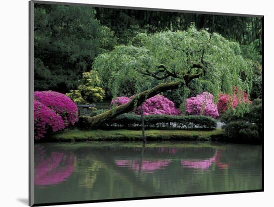 Reflecting pool and Rhododendrons in Japanese Garden, Seattle, Washington, USA-Jamie & Judy Wild-Mounted Photographic Print