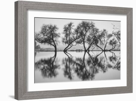 Reflection Dance, Trees of Marin, San Francisco Bay Area-Vincent James-Framed Photographic Print