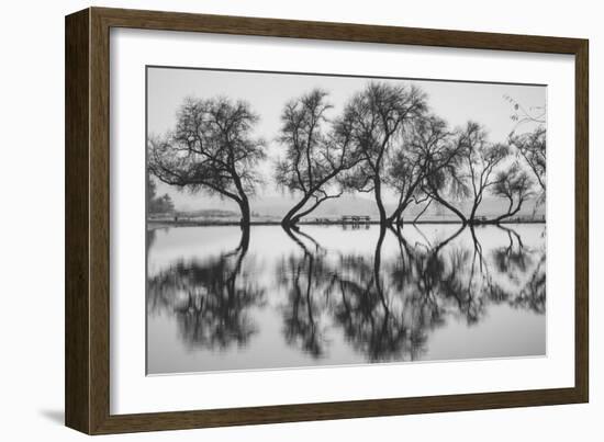 Reflection Dance, Trees of Marin, San Francisco Bay Area-Vincent James-Framed Photographic Print