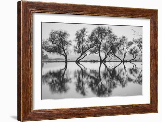 Reflection Dance, Trees of Marin, San Francisco Bay Area-Vincent James-Framed Photographic Print