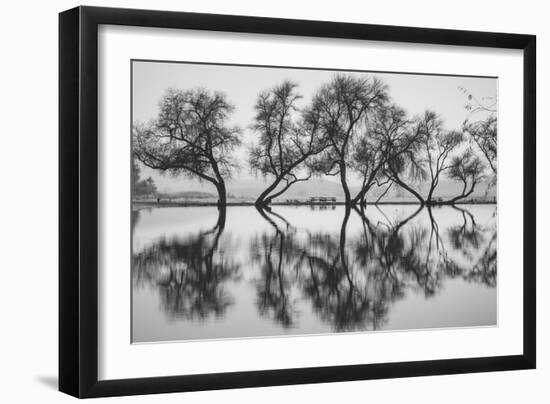 Reflection Dance, Trees of Marin, San Francisco Bay Area-Vincent James-Framed Photographic Print