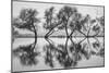 Reflection Dance, Trees of Marin, San Francisco Bay Area-Vincent James-Mounted Photographic Print