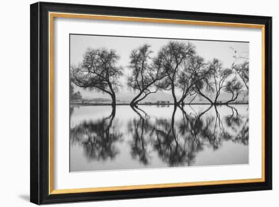 Reflection Dance, Trees of Marin, San Francisco Bay Area-Vincent James-Framed Photographic Print