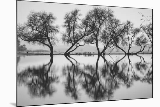 Reflection Dance, Trees of Marin, San Francisco Bay Area-Vincent James-Mounted Photographic Print