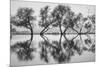 Reflection Dance, Trees of Marin, San Francisco Bay Area-Vincent James-Mounted Photographic Print