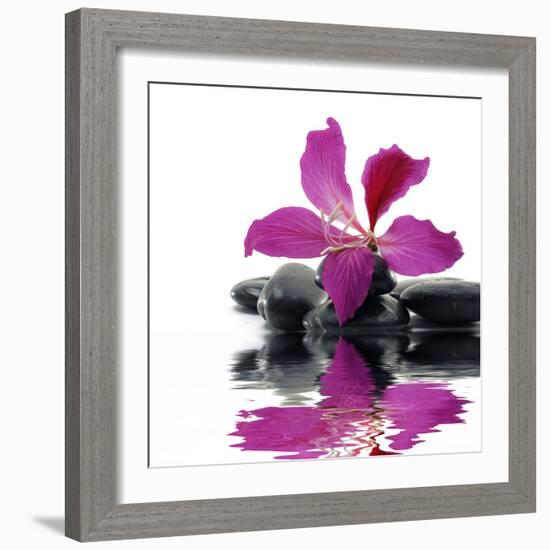 Reflection for Black Pebbles with Beauty Red Flower-crystalfoto-Framed Photographic Print