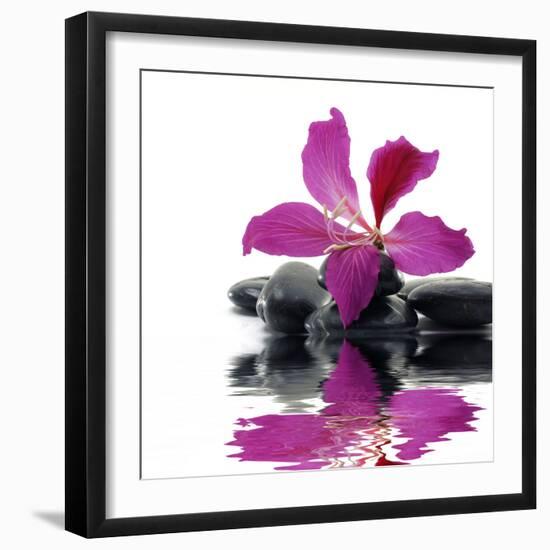 Reflection for Black Pebbles with Beauty Red Flower-crystalfoto-Framed Photographic Print
