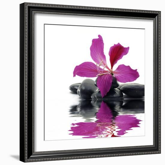 Reflection for Black Pebbles with Beauty Red Flower-crystalfoto-Framed Photographic Print