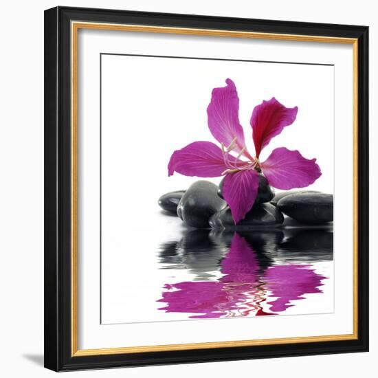 Reflection for Black Pebbles with Beauty Red Flower-crystalfoto-Framed Photographic Print