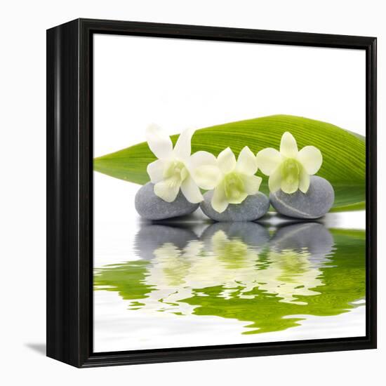 Reflection for Zen Stones and Orchid ,Green Leaf-Apollofoto-Framed Premier Image Canvas