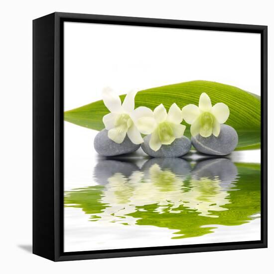 Reflection for Zen Stones and Orchid ,Green Leaf-Apollofoto-Framed Premier Image Canvas