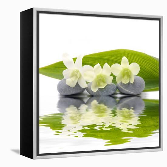 Reflection for Zen Stones and Orchid ,Green Leaf-Apollofoto-Framed Premier Image Canvas