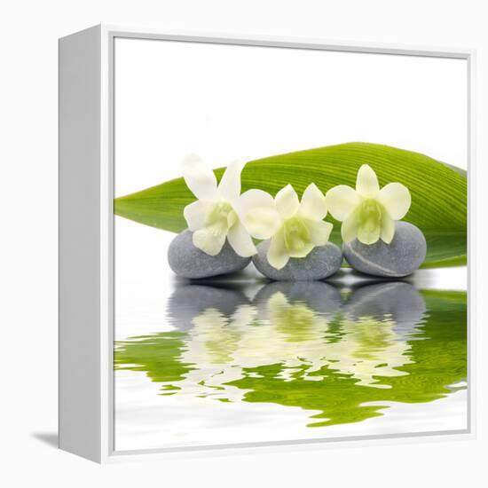 Reflection for Zen Stones and Orchid ,Green Leaf-Apollofoto-Framed Premier Image Canvas