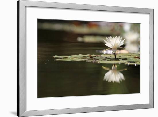 Reflection Lotus Flower-Hayati Kayhan-Framed Photographic Print