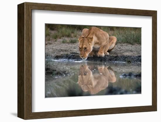 Reflection of a lioness drinking at a watering hole. Ndutu, Ngorongoro Conservation Area, Tanzania.-Sergio Pitamitz-Framed Photographic Print