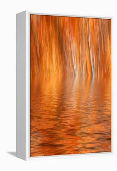 Reflection of Autumn-Colored Aspen Trees, Grant Lake, California, USA-Jaynes Gallery-Framed Premier Image Canvas