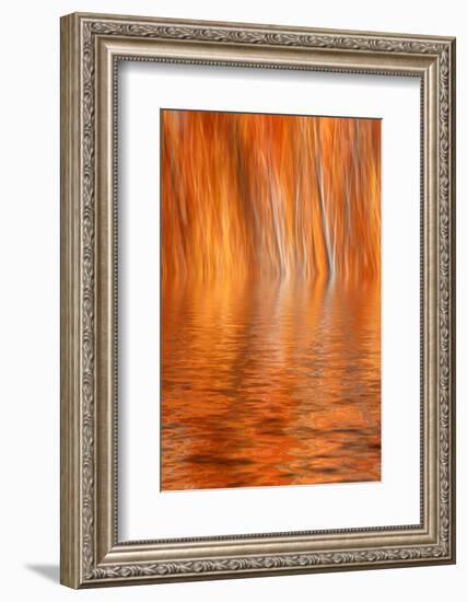 Reflection of Autumn-Colored Aspen Trees, Grant Lake, California, USA-Jaynes Gallery-Framed Photographic Print