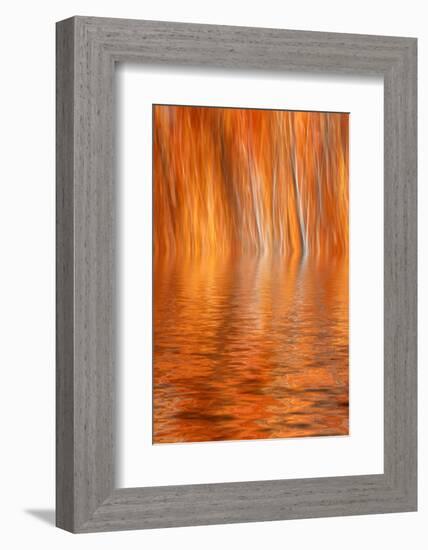 Reflection of Autumn-Colored Aspen Trees, Grant Lake, California, USA-Jaynes Gallery-Framed Photographic Print