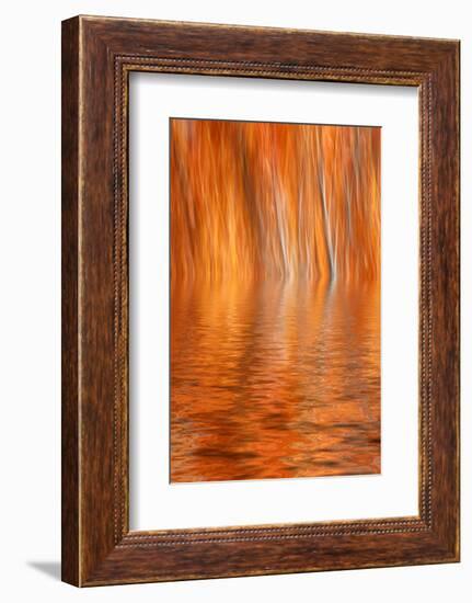 Reflection of Autumn-Colored Aspen Trees, Grant Lake, California, USA-Jaynes Gallery-Framed Photographic Print