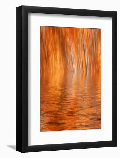 Reflection of Autumn-Colored Aspen Trees, Grant Lake, California, USA-Jaynes Gallery-Framed Photographic Print