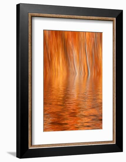 Reflection of Autumn-Colored Aspen Trees, Grant Lake, California, USA-Jaynes Gallery-Framed Photographic Print