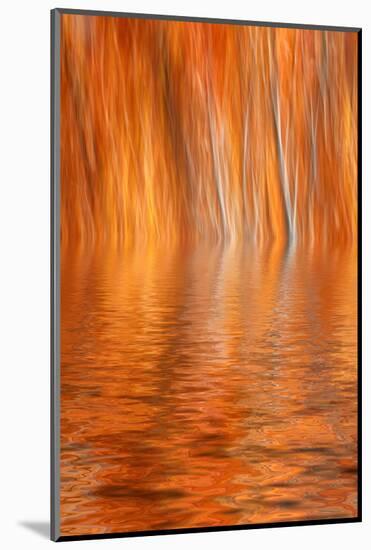 Reflection of Autumn-Colored Aspen Trees, Grant Lake, California, USA-Jaynes Gallery-Mounted Photographic Print