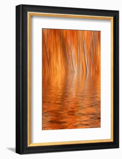 Reflection of Autumn-Colored Aspen Trees, Grant Lake, California, USA-Jaynes Gallery-Framed Photographic Print