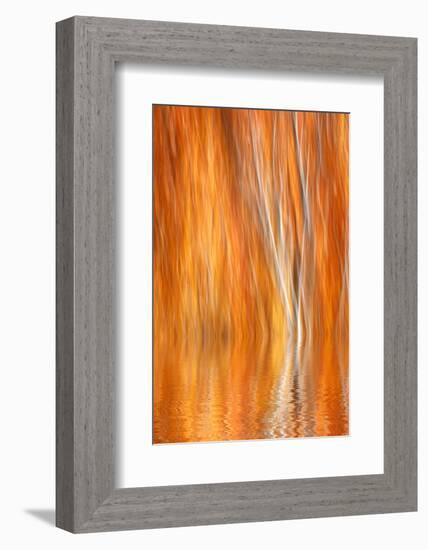 Reflection of Autumn-Colored Aspen Trees, Grant Lake, California, USA-Jaynes Gallery-Framed Photographic Print