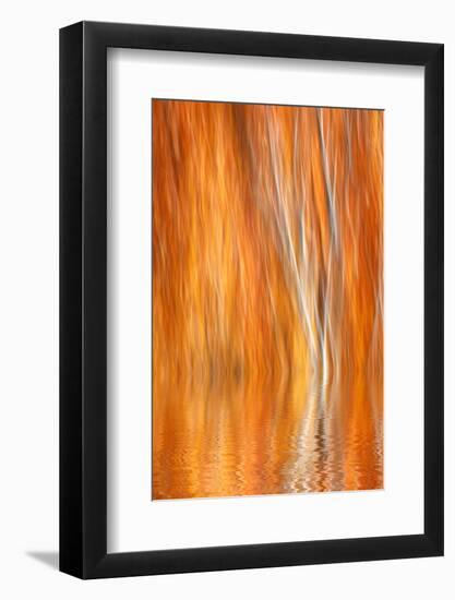 Reflection of Autumn-Colored Aspen Trees, Grant Lake, California, USA-Jaynes Gallery-Framed Photographic Print