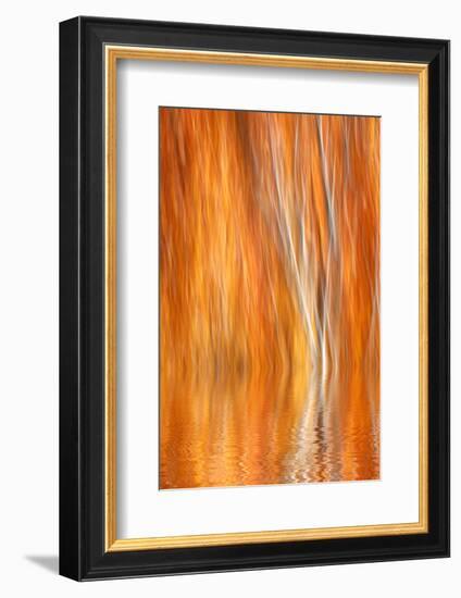 Reflection of Autumn-Colored Aspen Trees, Grant Lake, California, USA-Jaynes Gallery-Framed Photographic Print