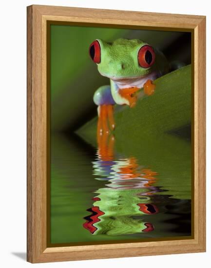 Reflection of Red-Eyed Tree Frog in Water-Dennis Flaherty-Framed Premier Image Canvas