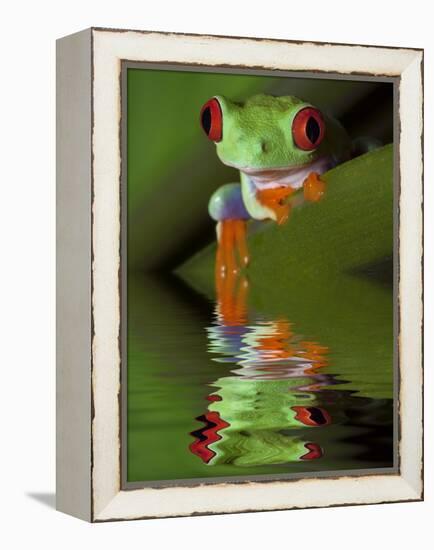 Reflection of Red-Eyed Tree Frog in Water-Dennis Flaherty-Framed Premier Image Canvas