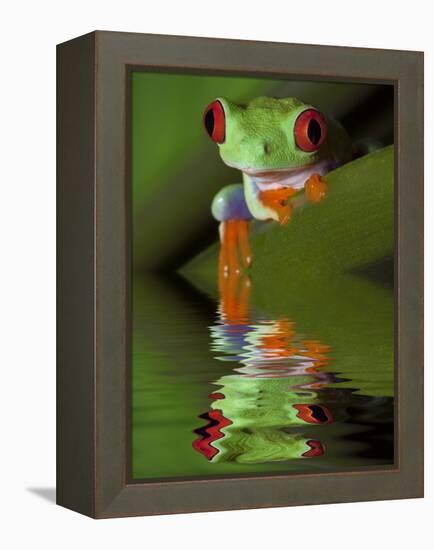 Reflection of Red-Eyed Tree Frog in Water-Dennis Flaherty-Framed Premier Image Canvas